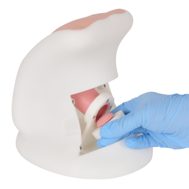 Gynecological Examination Model with Interchangeable Cervix