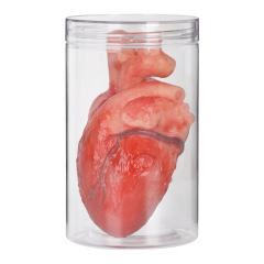 Anatomical Silicone Heart Replica in Transparent Jar