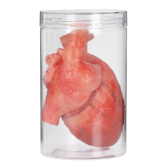Anatomical Silicone Heart Replica in Transparent Jar