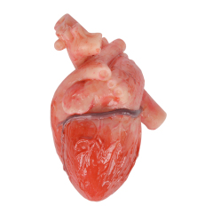 Anatomical Silicone Heart Replica in Transparent Jar