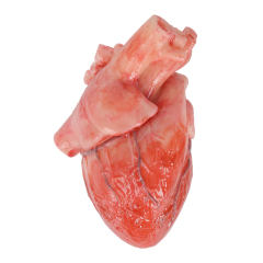 Anatomical Silicone Heart Replica in Transparent Jar