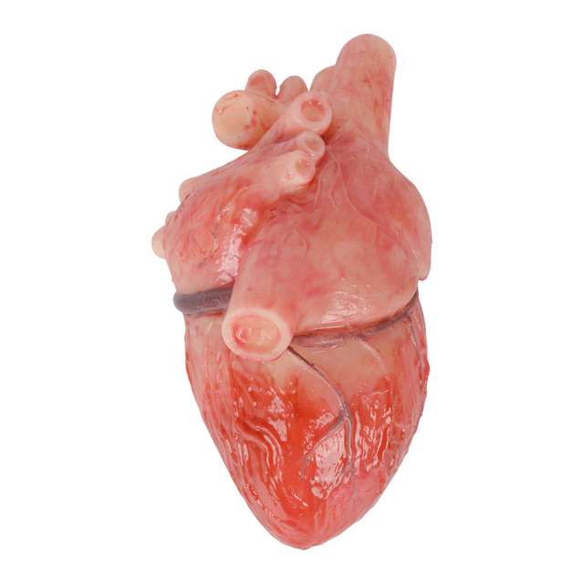 Anatomical Silicone Heart Replica in Transparent Jar