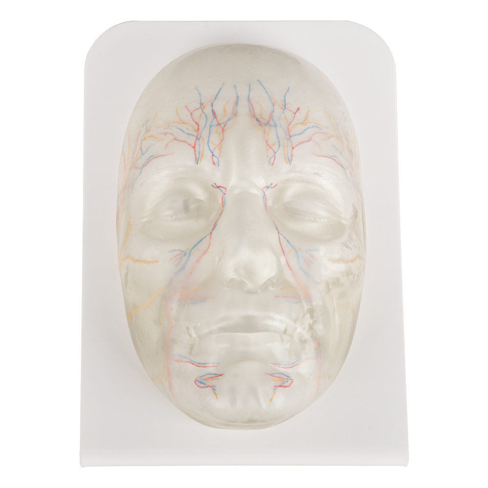 Transparent Facial Anatomy Injection Training Model with Vessels & Nerves