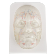 Transparent Facial Anatomy Injection Training Model with Vessels & Nerves