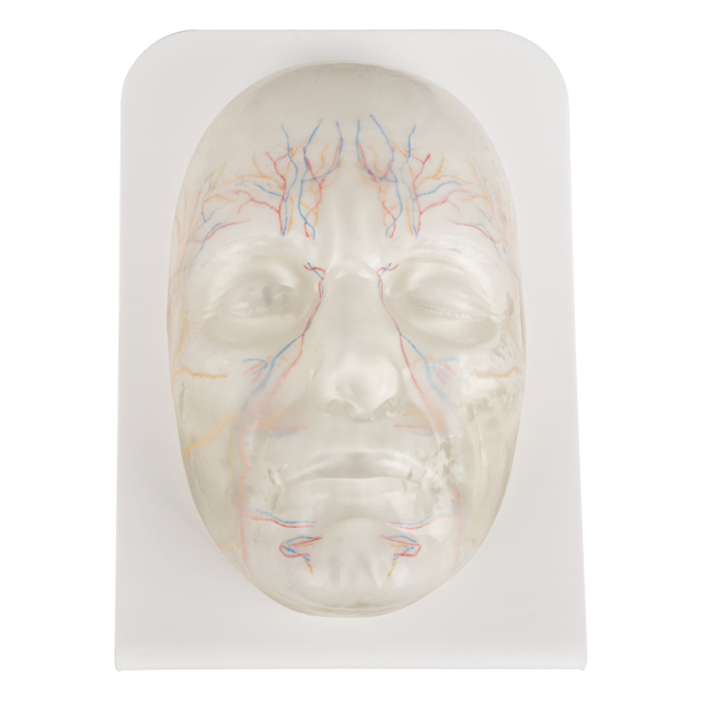 Transparent Facial Anatomy Injection Training Model with Vessels & Nerves