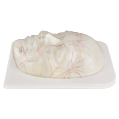 Transparent Facial Anatomy Injection Training Model with Vessels & Nerves
