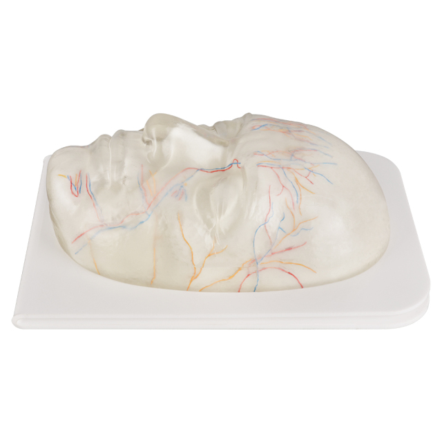 Transparent Facial Anatomy Injection Training Model with Vessels & Nerves