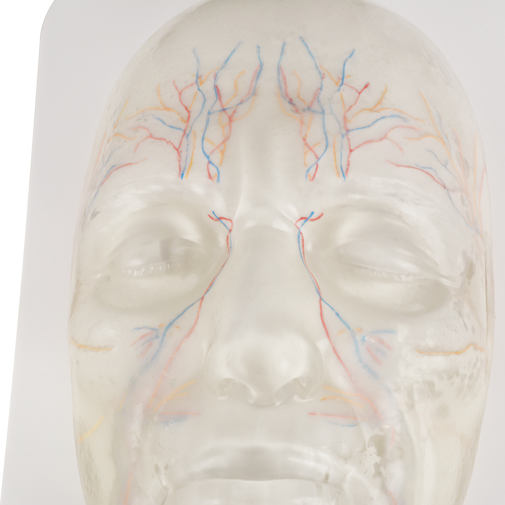 Transparent Facial Anatomy Injection Training Model with Vessels & Nerves