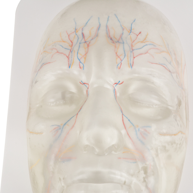 Transparent Facial Anatomy Injection Training Model with Vessels & Nerves
