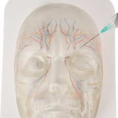 Transparent Facial Anatomy Injection Training Model with Vessels & Nerves