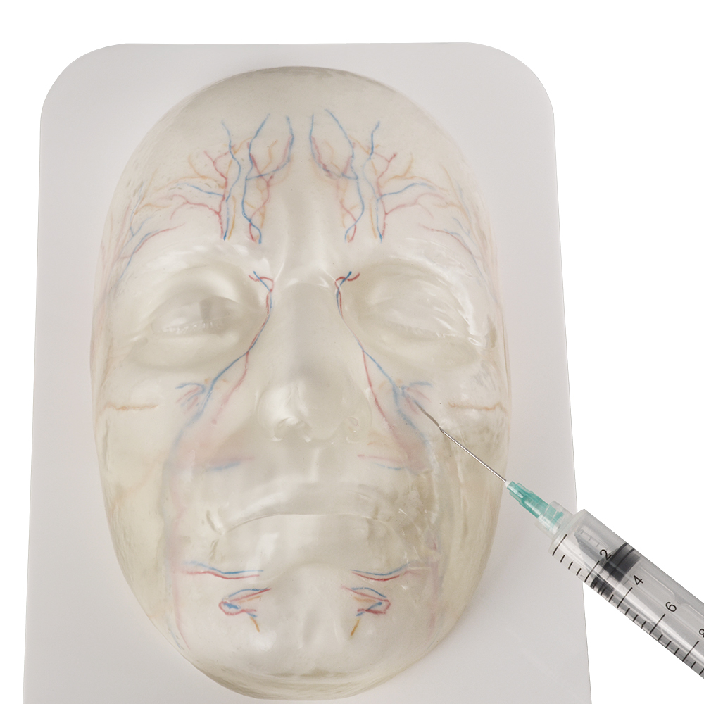 Transparent Facial Anatomy Injection Training Model with Vessels & Nerves