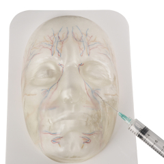 Transparent Facial Anatomy Injection Training Model with Vessels & Nerves