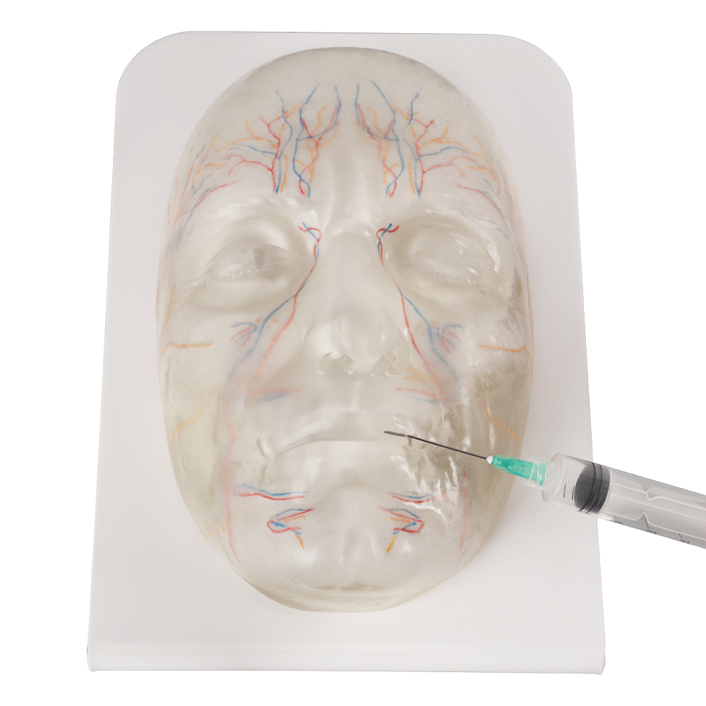 Transparent Facial Anatomy Injection Training Model with Vessels & Nerves