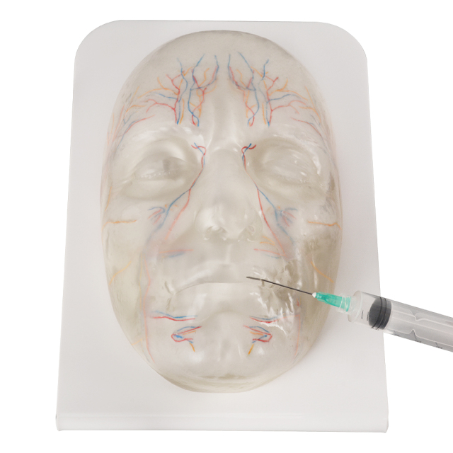 Transparent Facial Anatomy Injection Training Model with Vessels & Nerves