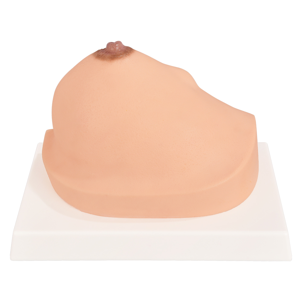 Pathological Breast Cross-Section Model