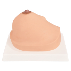 Pathological Breast Cross-Section Model