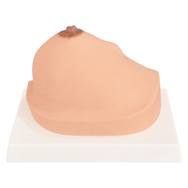 Pathological Breast Cross-Section Model