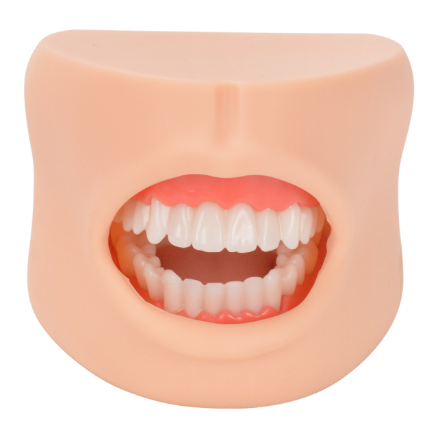 Dental Care Model With Cheek
