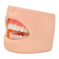 Dental Care Model With Cheek