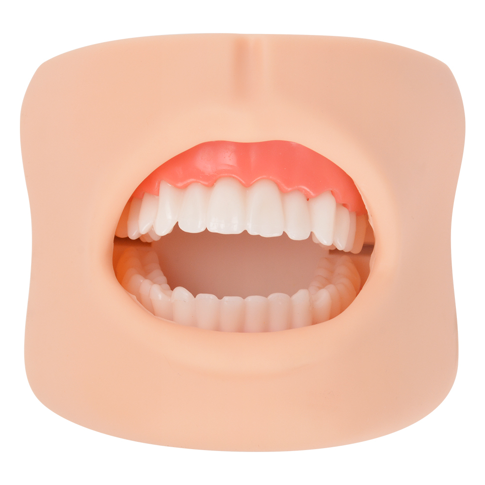 Dental Care Model With Cheek