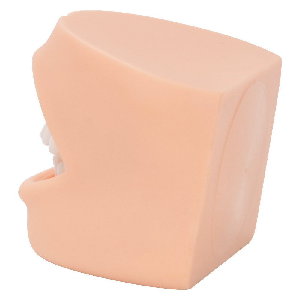 Dental Care Model With Cheek