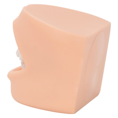 Dental Care Model With Cheek