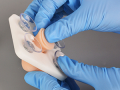 Infant Circumcision Training Model with Replaceable Foreskin