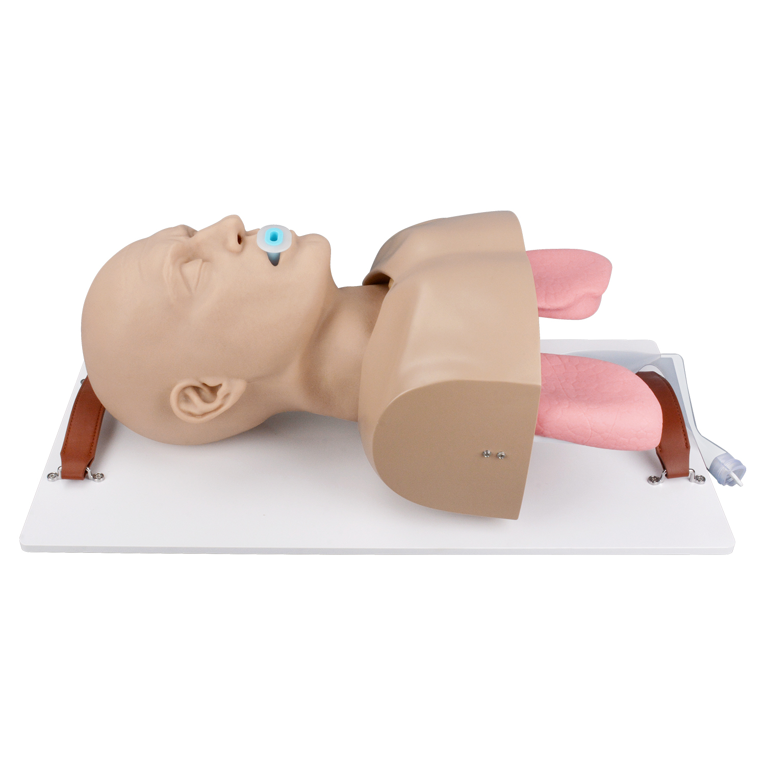 Adult Advanced Airway Management Trainer, Intubation Manikin