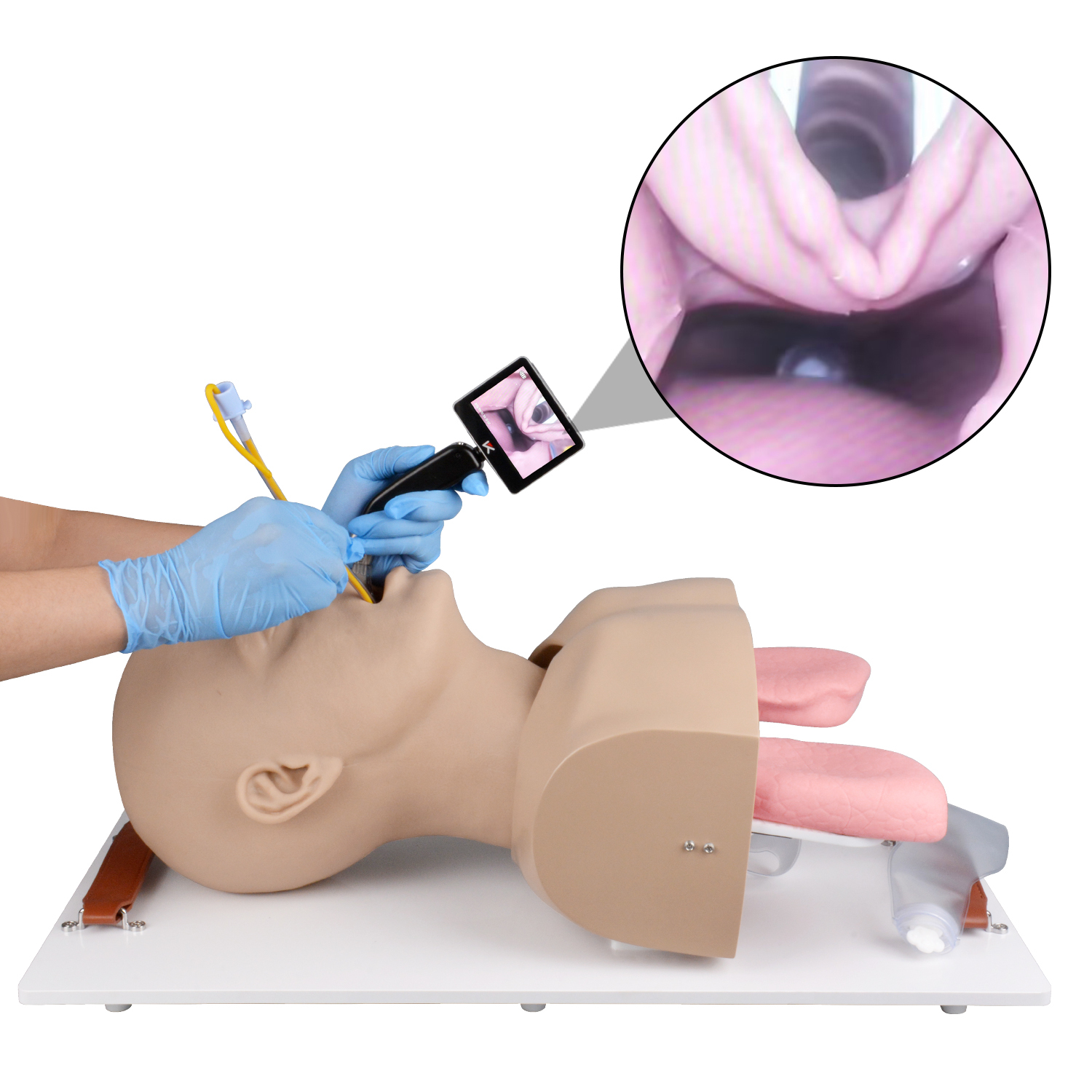Adult Advanced Airway Management Trainer, Intubation Manikin