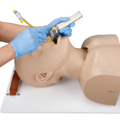 Adult Advanced Airway Management Trainer, Intubation Manikin