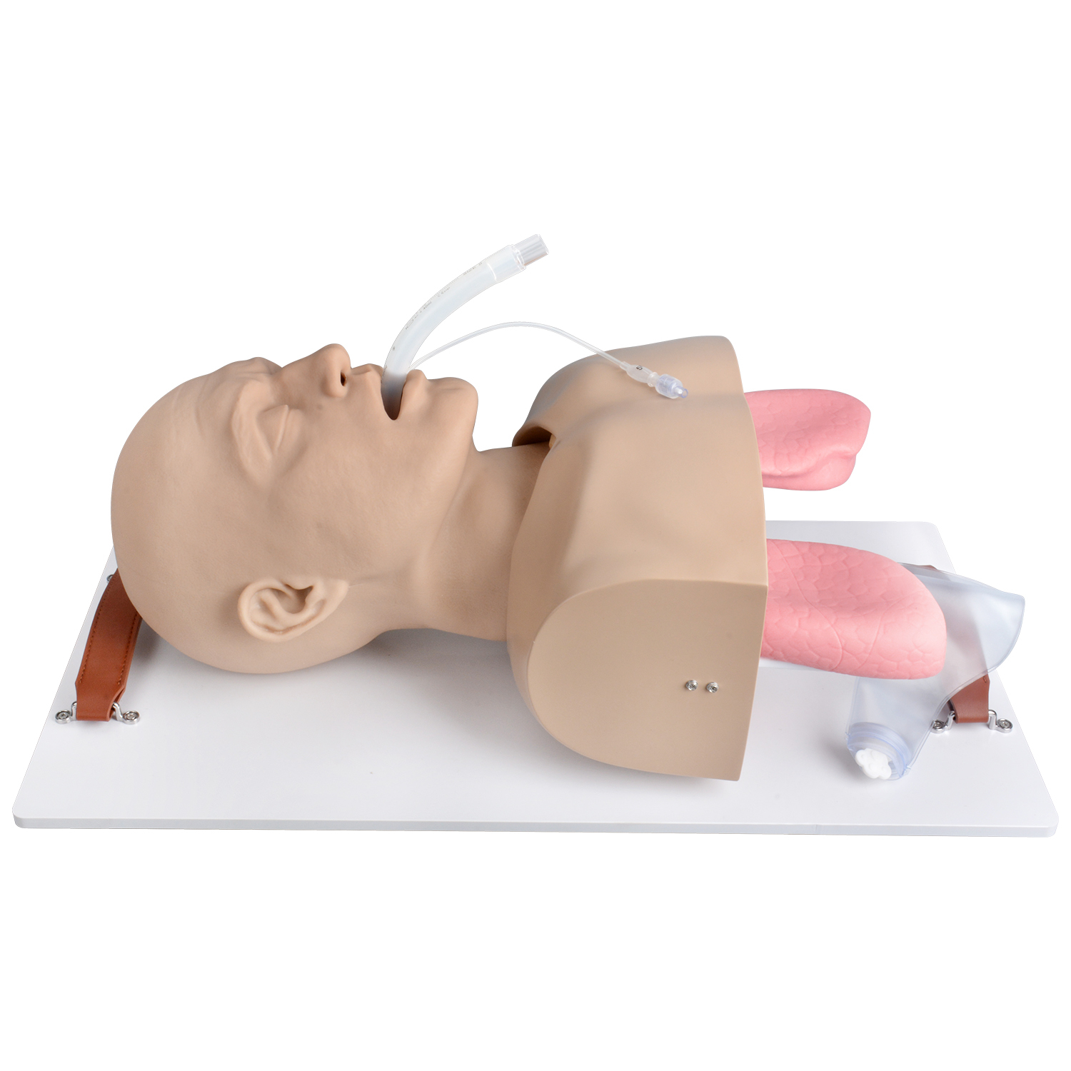Adult Advanced Airway Management Trainer, Intubation Manikin