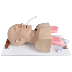 Adult Advanced Airway Management Trainer, Intubation Manikin