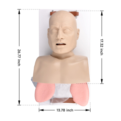 Adult Advanced Airway Management Trainer, Intubation Manikin