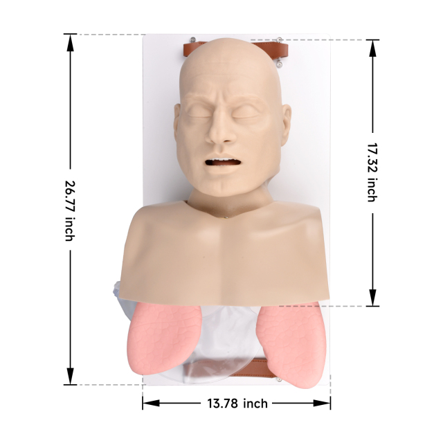 Adult Advanced Airway Management Trainer, Intubation Manikin