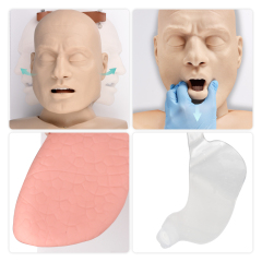 Adult Advanced Airway Management Trainer, Intubation Manikin