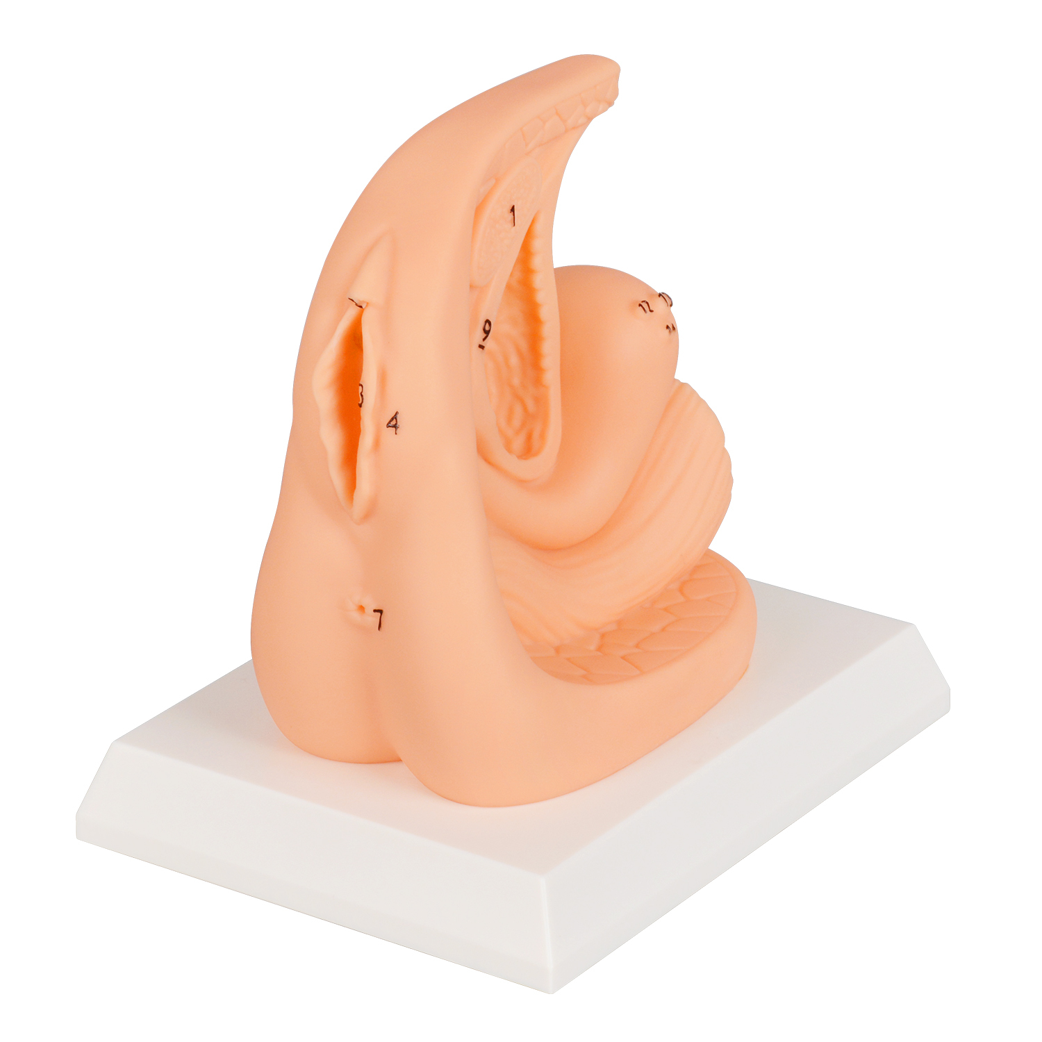 PVC Female Catheterization Training Model