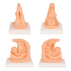PVC Female Catheterization Training Model