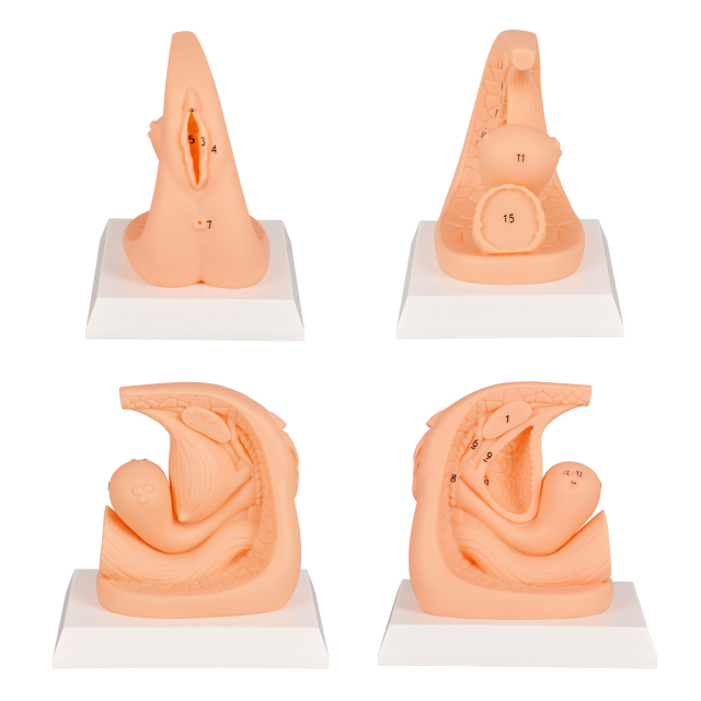 PVC Female Catheterization Training Model