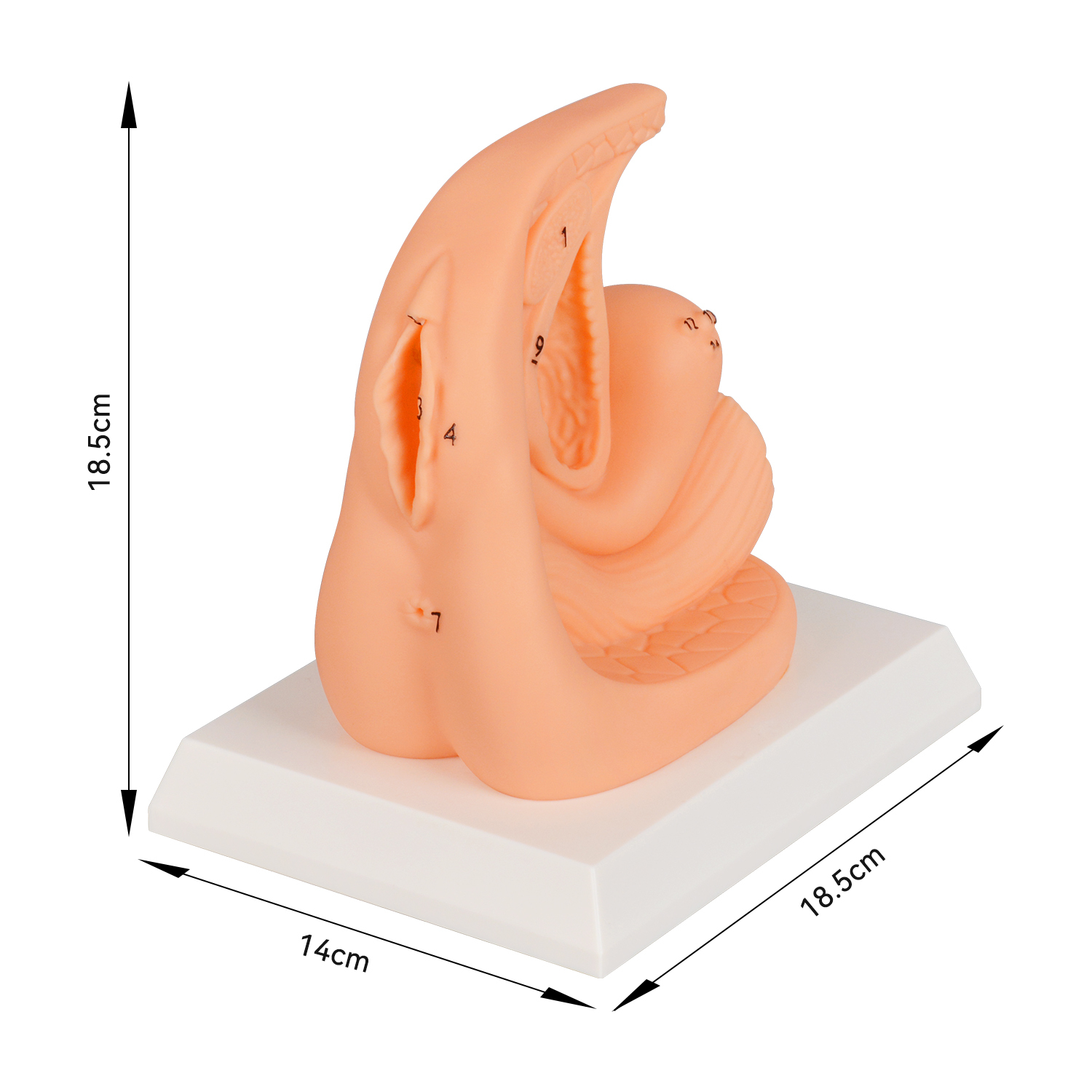 PVC Female Catheterization Training Model