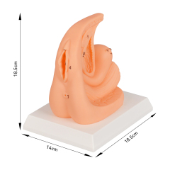 PVC Female Catheterization Training Model