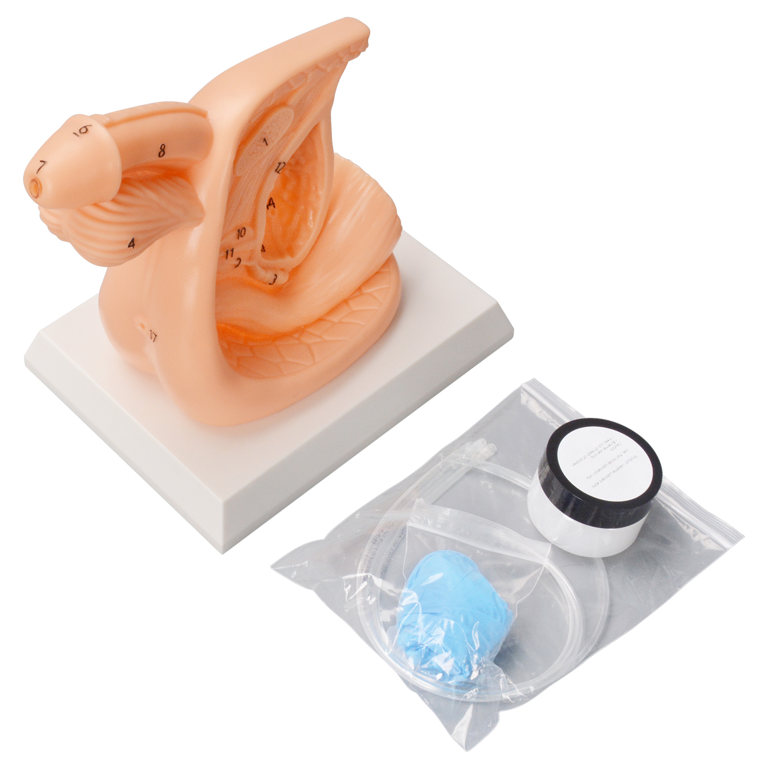 PVC Male Catheterization Training Model
