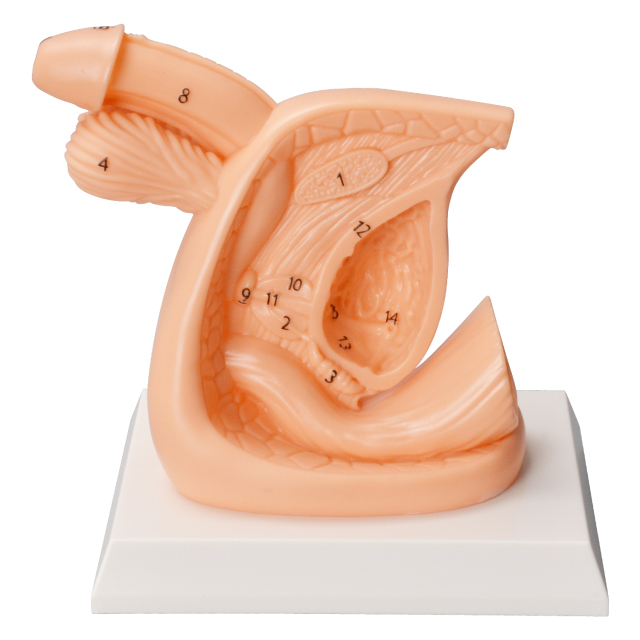 PVC Male Catheterization Training Model