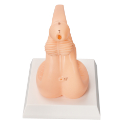 PVC Male Catheterization Training Model