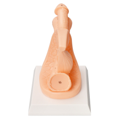 PVC Male Catheterization Training Model