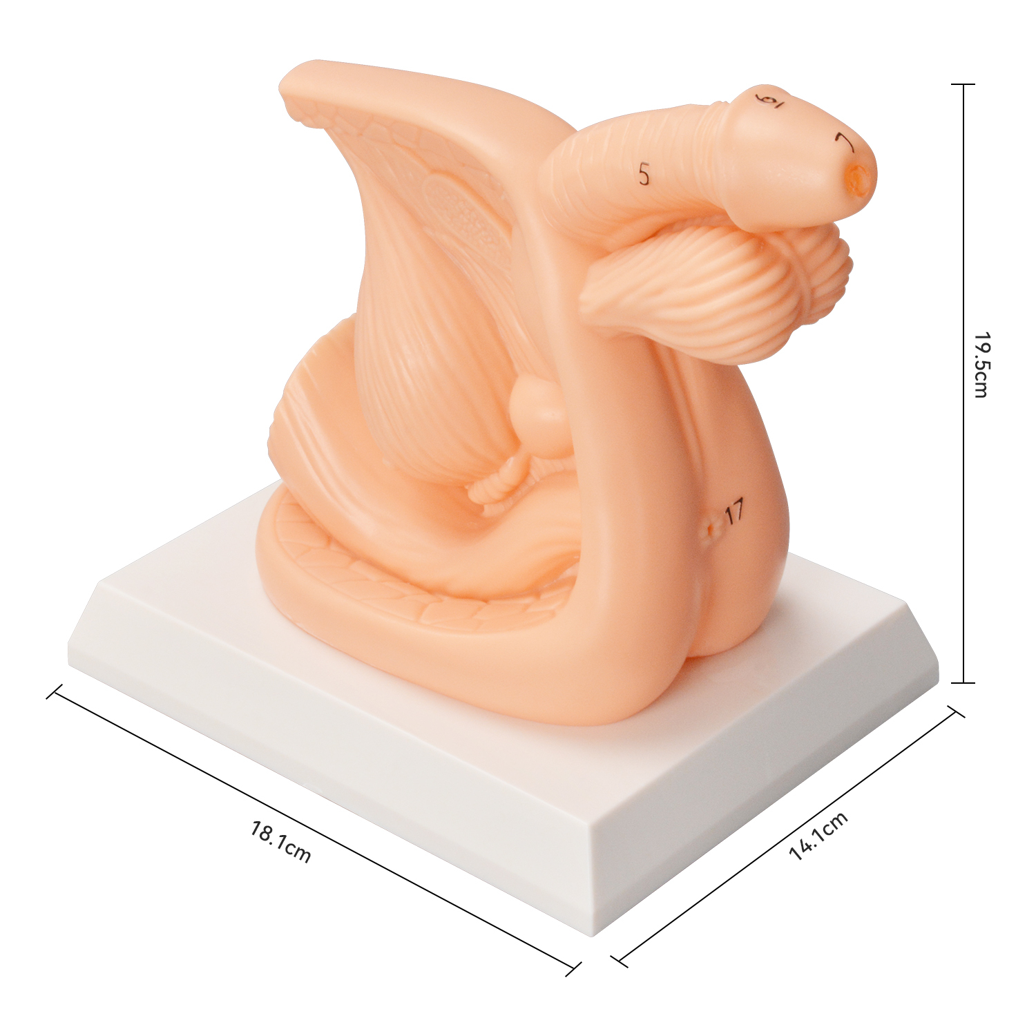 PVC Male Catheterization Training Model