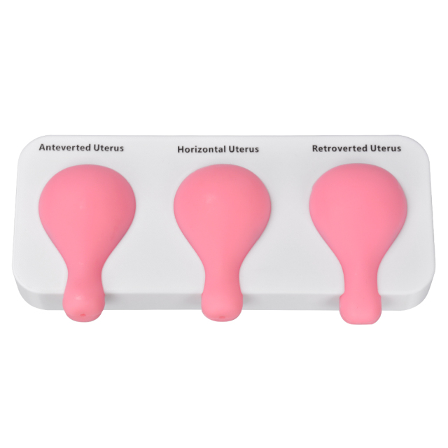 Uterine Aspiration Training Model