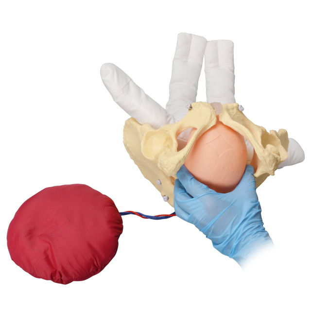 Childbirth Demonstration Model with Pelvis & Fetus