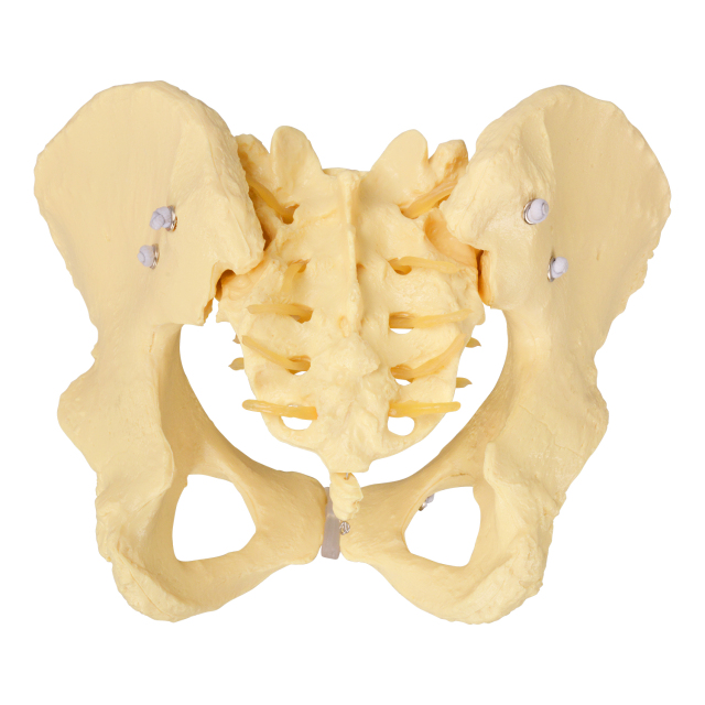Childbirth Demonstration Model with Pelvis & Fetus