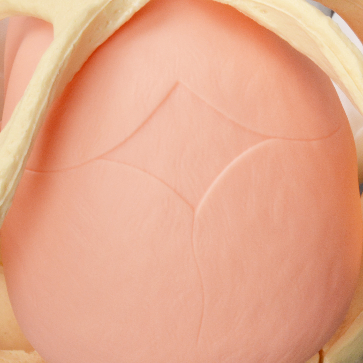Childbirth Demonstration Model with Pelvis & Fetus