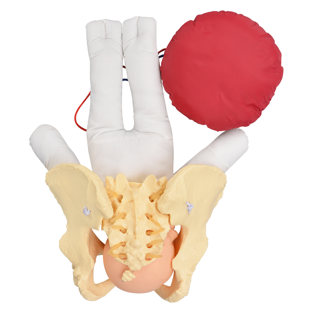 Childbirth Demonstration Model with Pelvis & Fetus